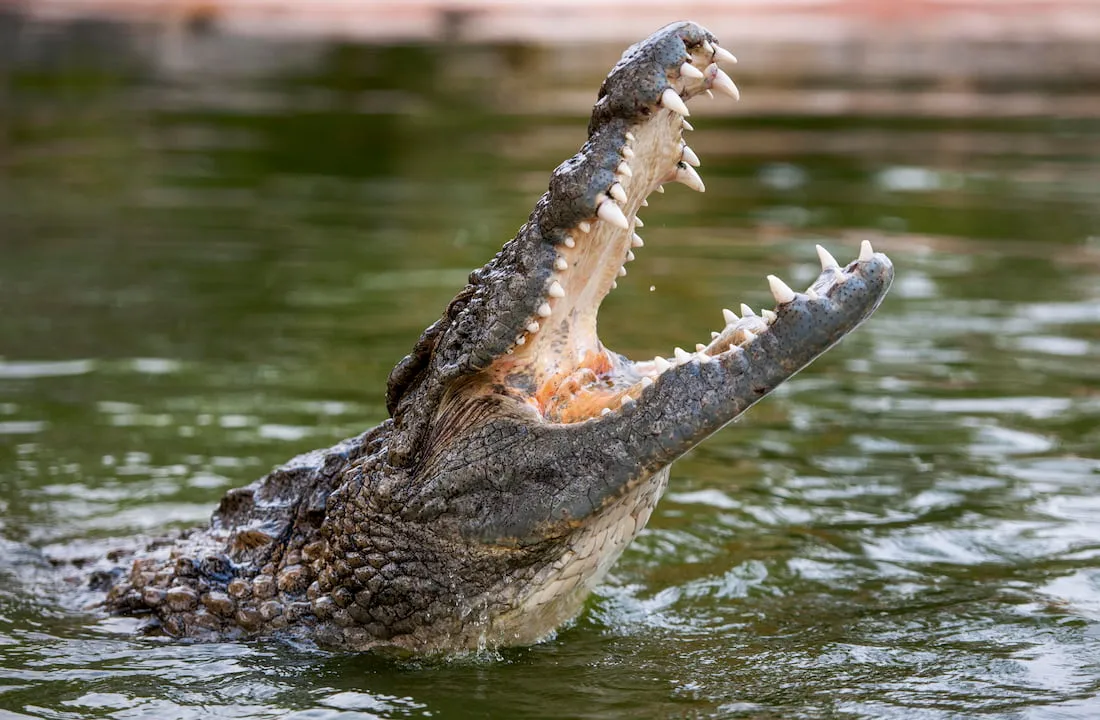 Everything You Need To Know About Dubai Crocodile Park