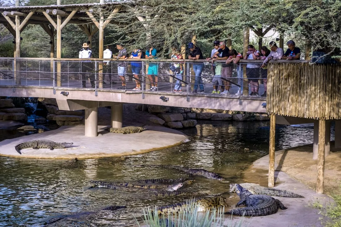 Everything You Need To Know About Dubai Crocodile Park